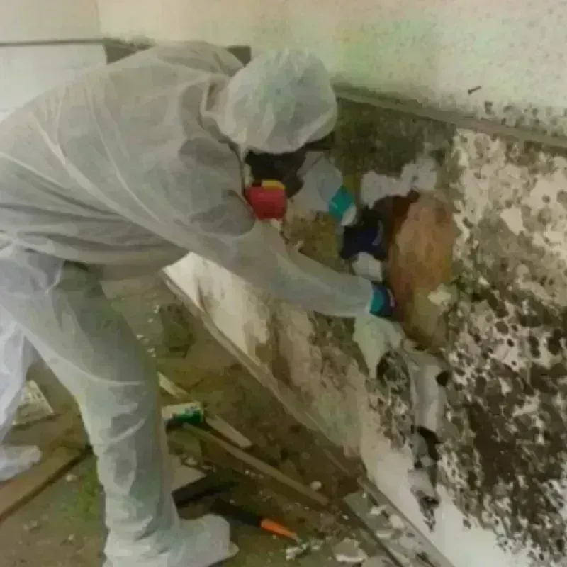 Mold Remediation and Removal in Lincoln, MT